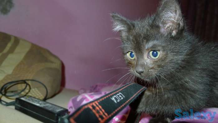 Отдам в добрые руки 2 месячного чёрного котёнка, мальчика., фотография 4