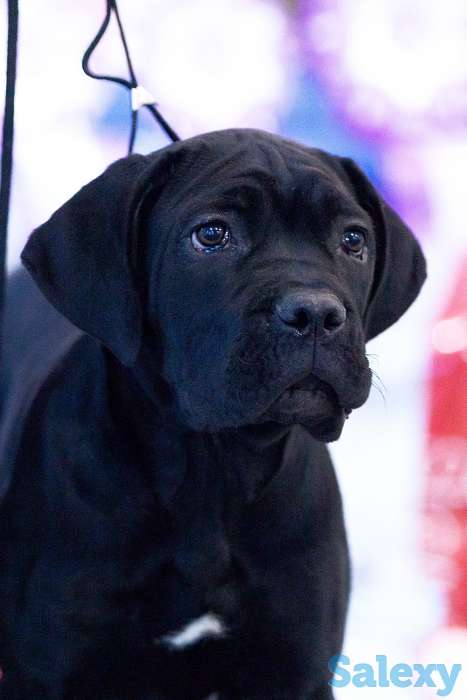 Черная девочка с шоу-потенциалом!, фотография 3