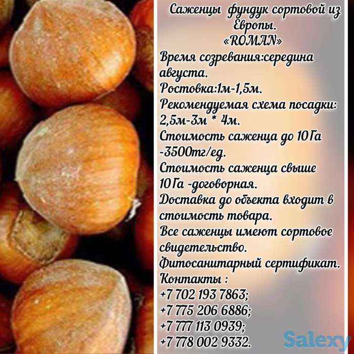 Саженец фундука Tonda Romana (Тонда Романа) Сербия, фотография 1