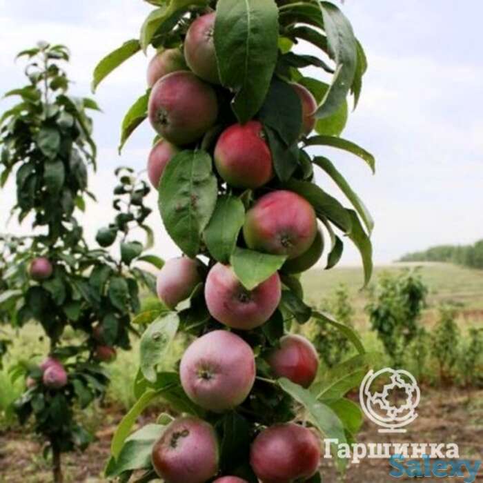 Яблоня колоновидная кумир, фотография 1