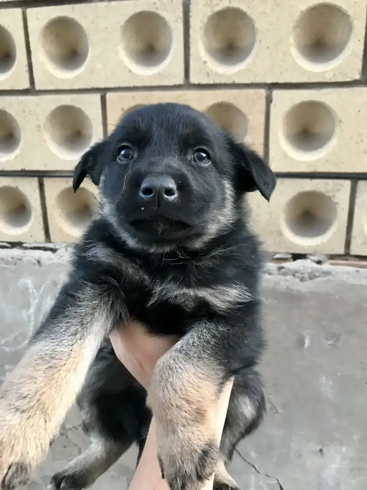 Продам чистокровных щенков немецкой овчарки, фотография 1