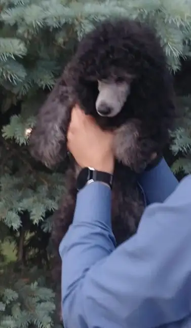 Породистые щенки малого и миниатюрного  карликового пуделя, фотография 3