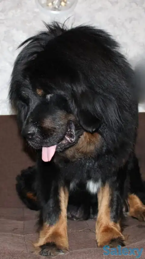 Продам щенков тибетский мастиф, фотография 9