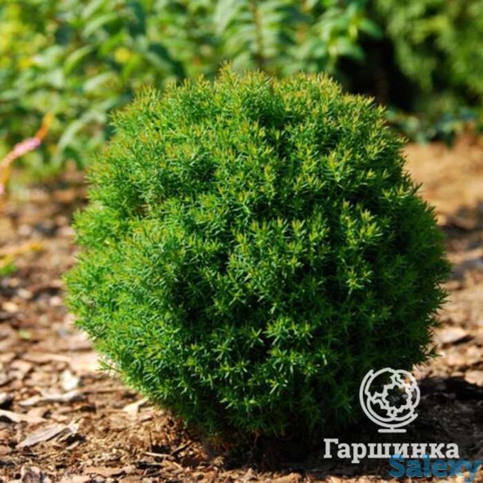 Туя шаровидная Тедди, фотография 1