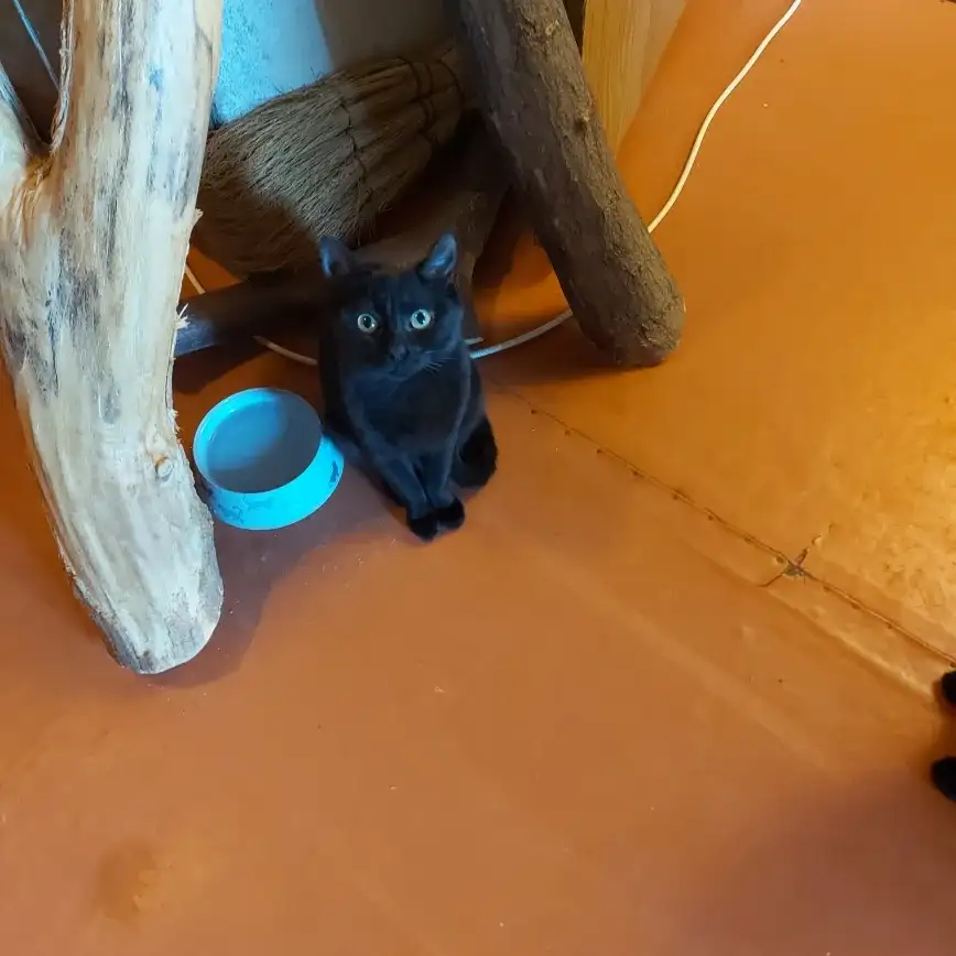 Пантеры 2 штуки 6 мес., фотография 2