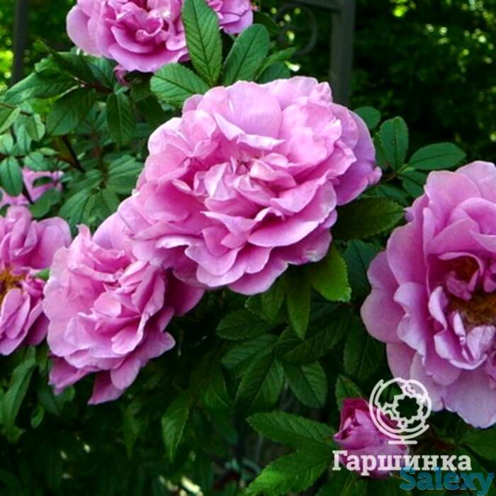 Роза васагейминг канадская парковая к/с, фотография 1