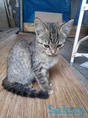 Отдам котят, фотография 2