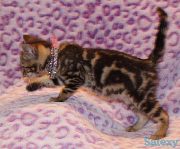 Бенгал для потомства, фотография 3