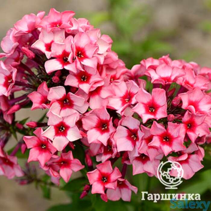 Флокс метельчатый Ред кариббен, фотография 1