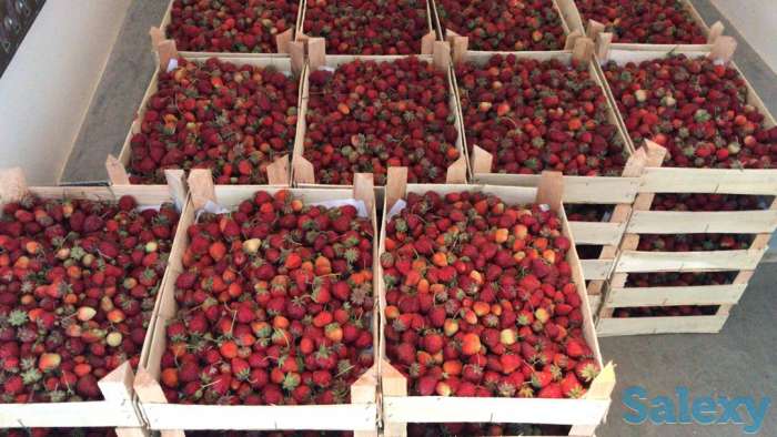 Свежая клубника оптом, фотография 7