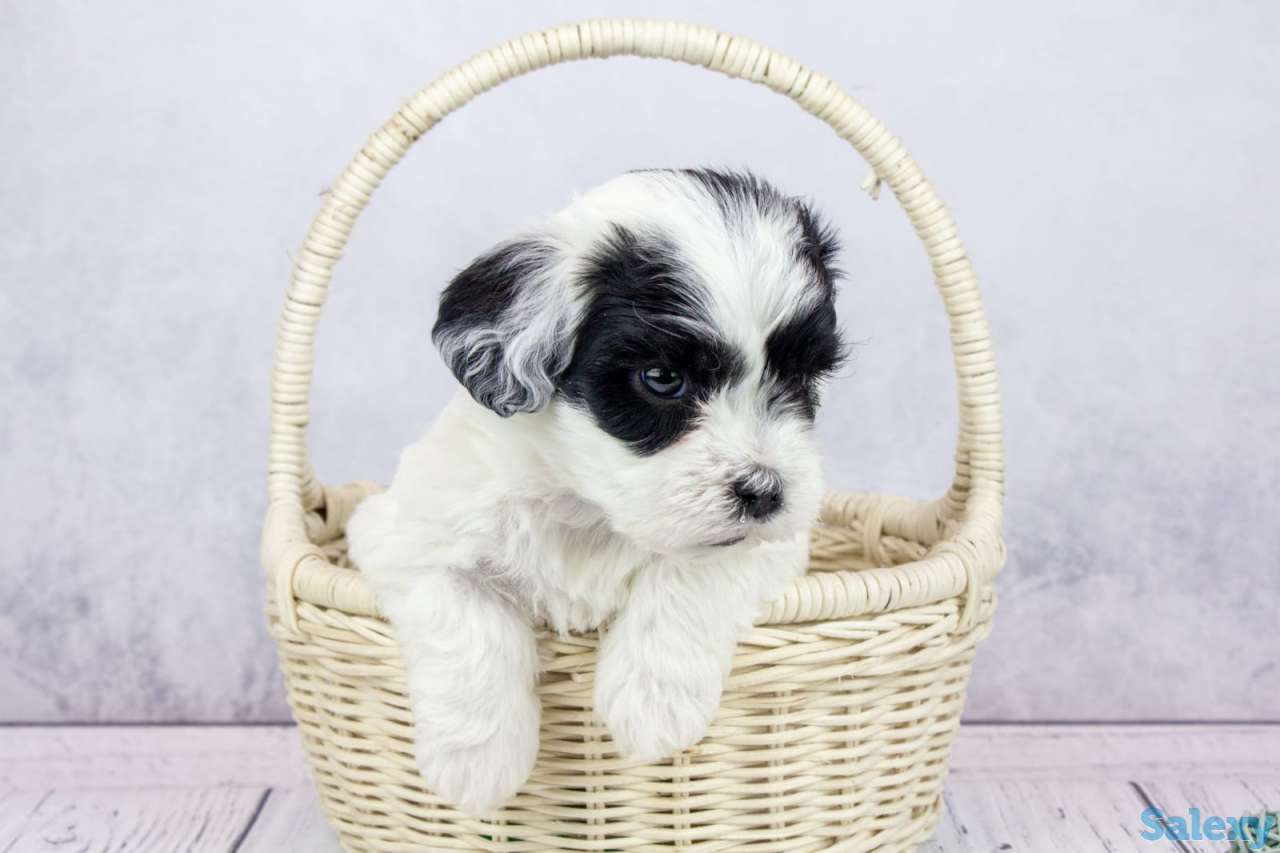 Бишон гаванский (Хаванез), фотография 1