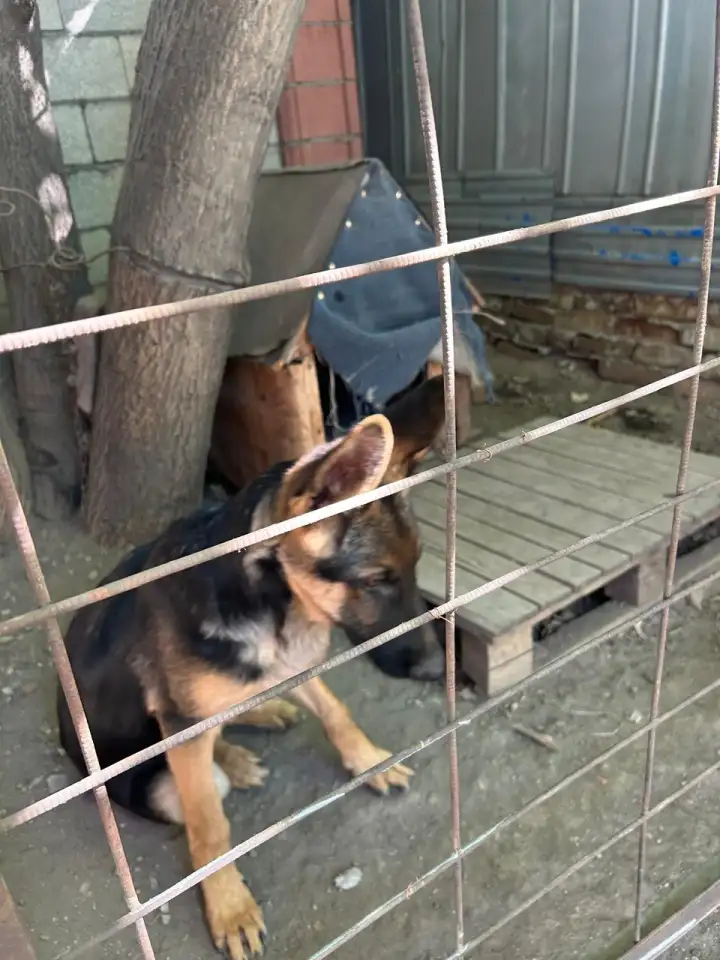 Продам щенка немецкой породы. Возраст 5 месяцев, фотография 4