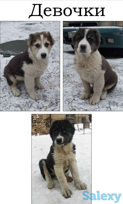 Продам щенков алабая, фотография 6