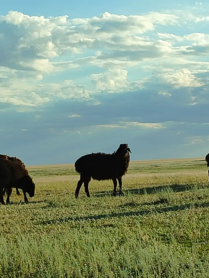 Мелкий скот, бараны, фотография 2