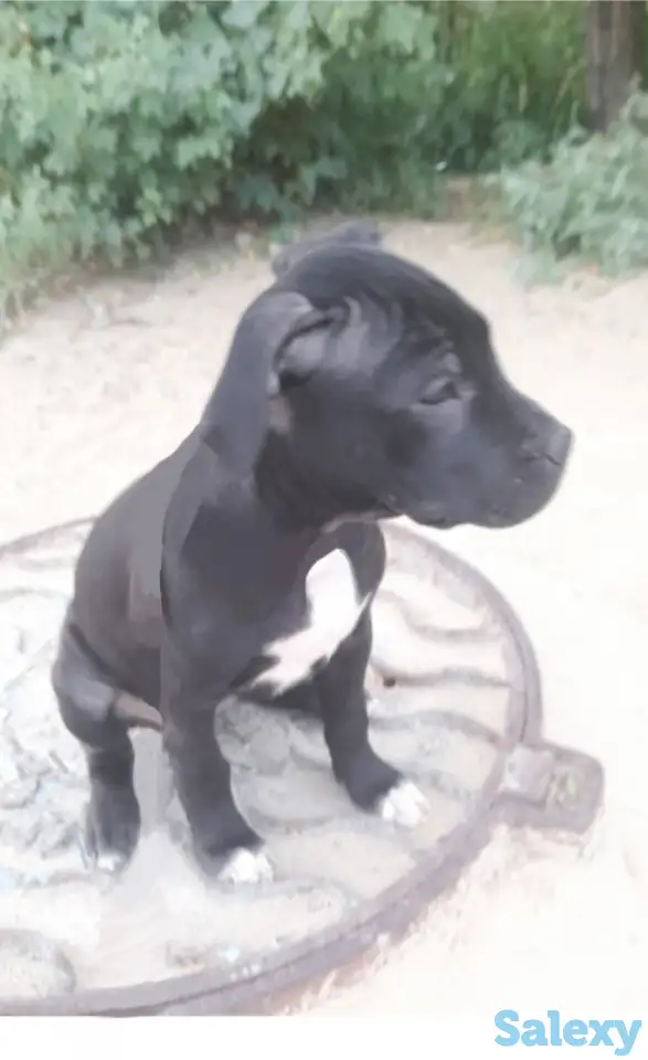 Пита, фотография 2