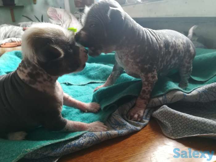 Продам срочно щенков, фотография 2