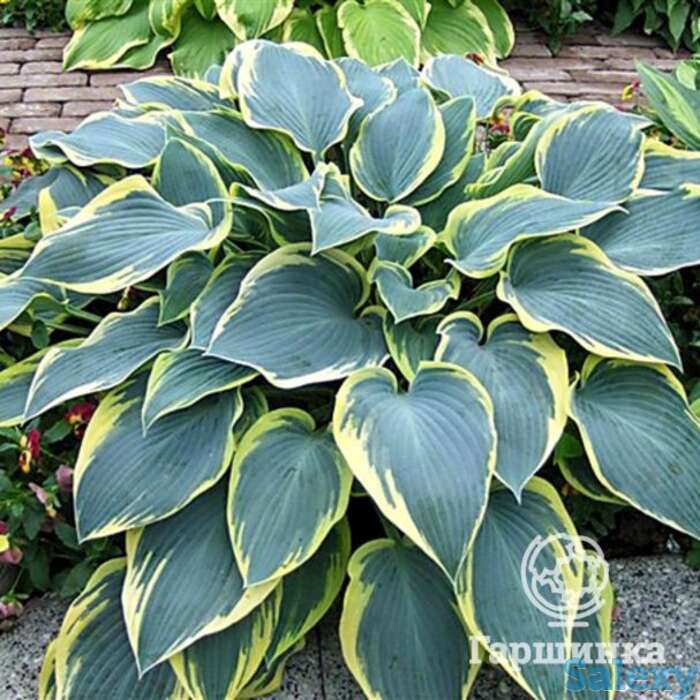 Хоста Роберт Фрост (M), фотография 1