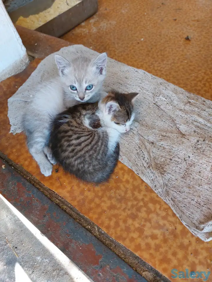 отдам котят в хорошие руки, фотография 1