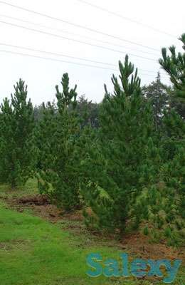 Оптовая продажа саженцев и лиственных деревьев, фотография 3