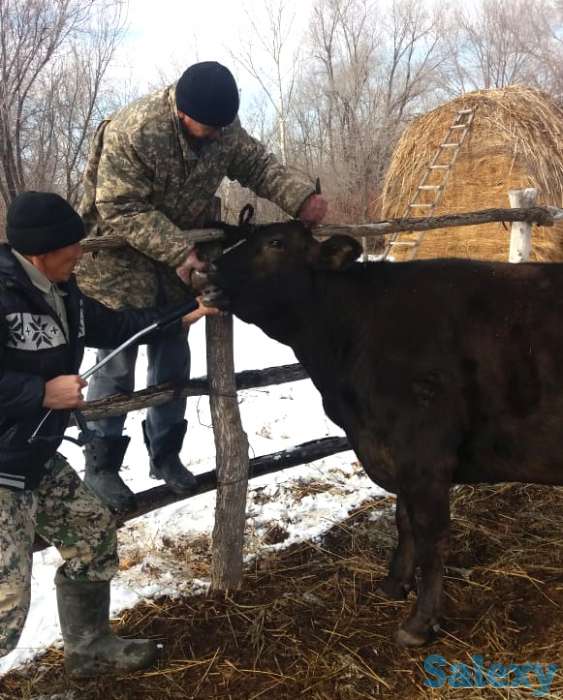 Надёжная защита здоровья быков, коров и овец, фотография 2