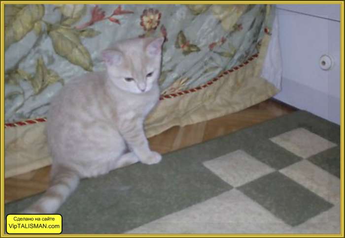 Продаю котят Скоттиш-Страйт, фотография 2