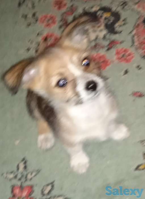 Продам щенков, фотография 2