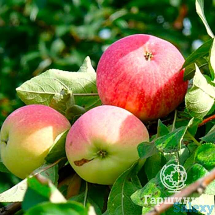 Яблоня мельба, фотография 1