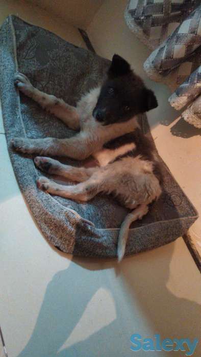 Отдам щенка в хорошие руки!, фотография 2