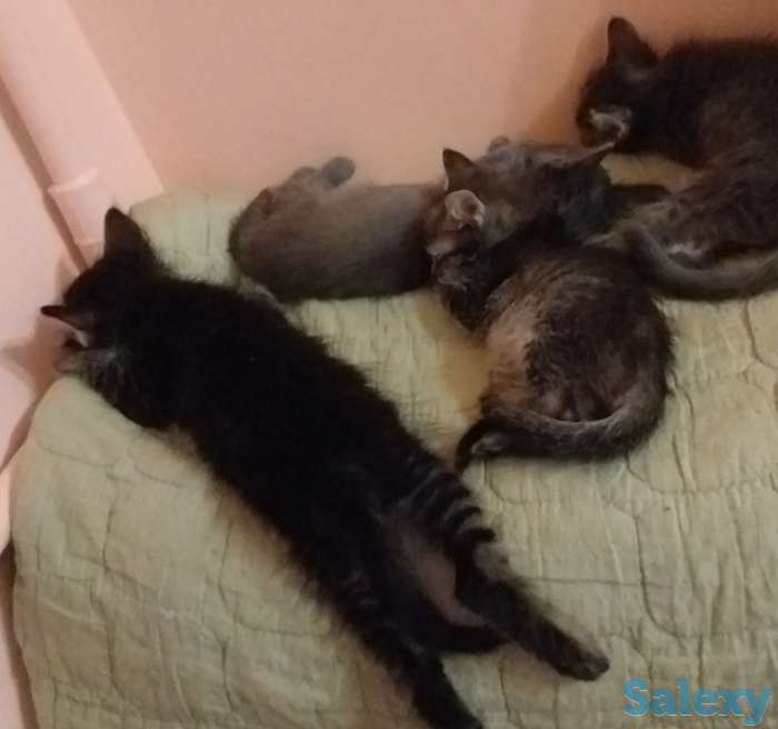 Отдадим котят в хорошие руки, фотография 1