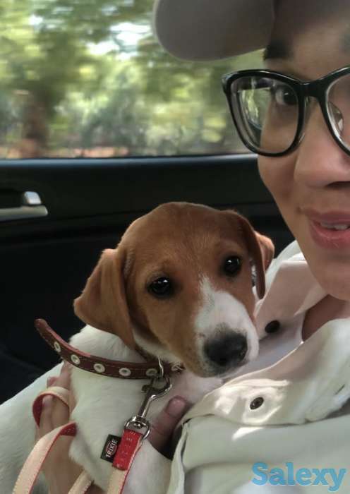 Продам щенка, фотография 2