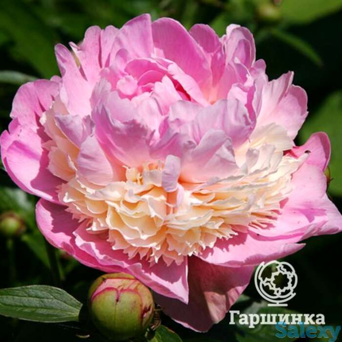 Пион сорбет, фотография 1