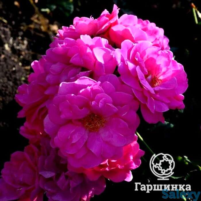 Роза джон кэбот канадская парковая к/с, фотография 1