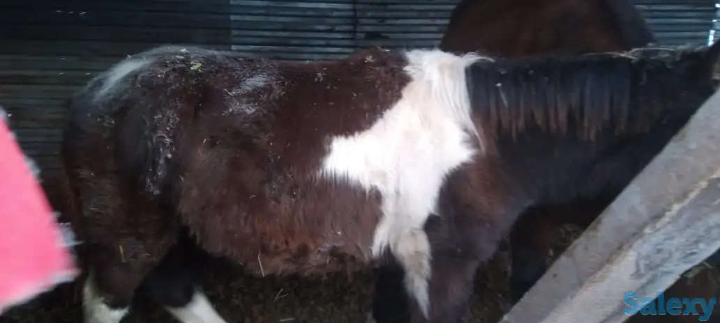 Продам лошадей, фотография 4