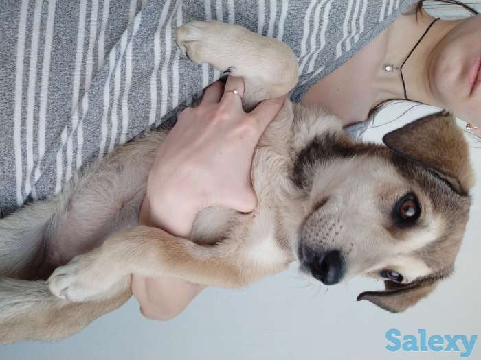 Отдам щенка, фотография 3