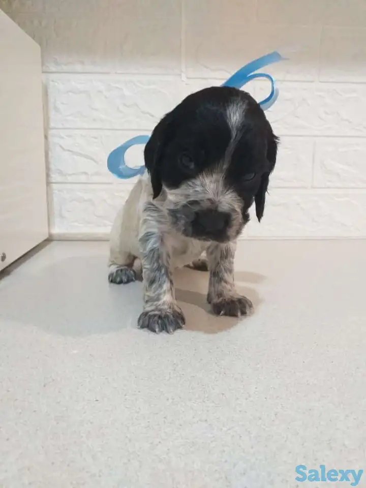 Готовятся к продаже щенки Русского спаниеля, фотография 5