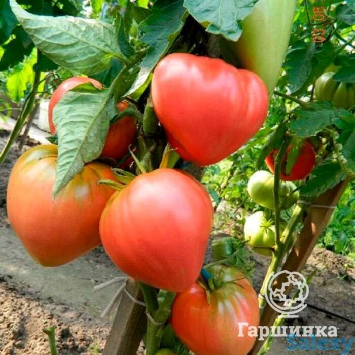 Семена Томат Абаканский Розовый 20 шт, фотография 1