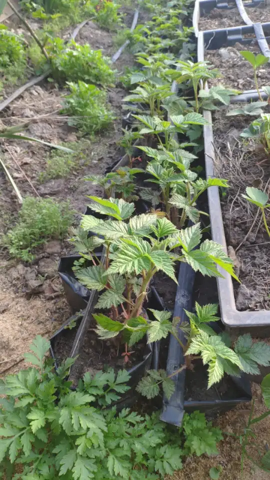 Продам саженцы малины, фотография 1
