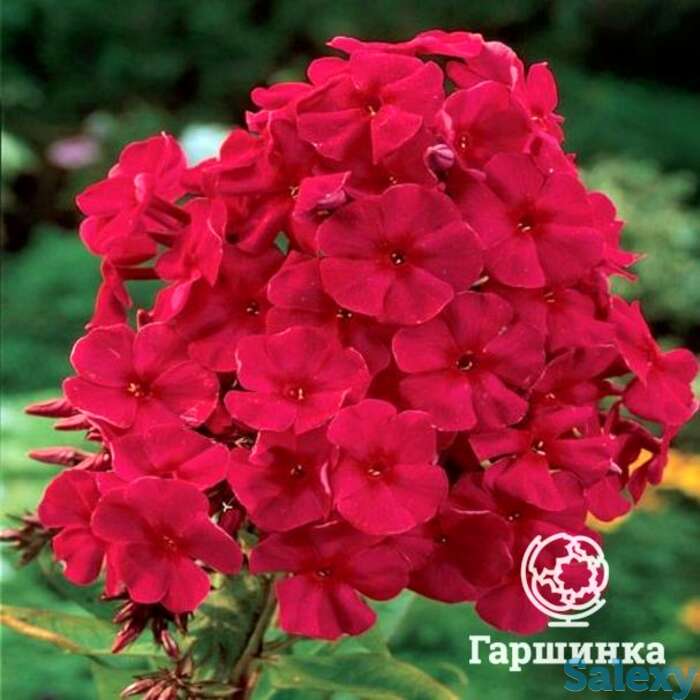 Флокс метельчатый Тенор, фотография 1