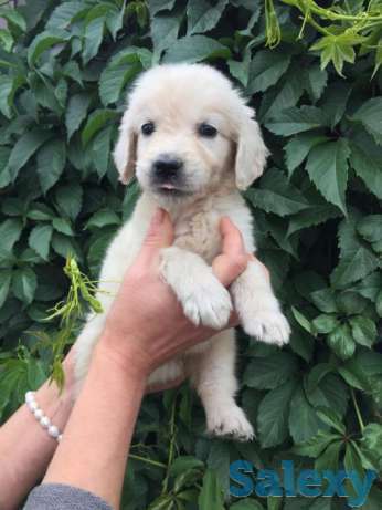 Продаю щенков золотистого ретривера, фотография 1