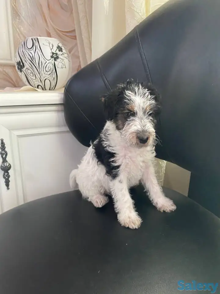 Предлагаются к продаже очаровательные щенки фокстерьера!!, фотография 3