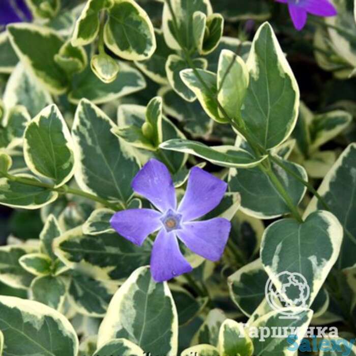 Барвинок большой вариегата, фотография 1