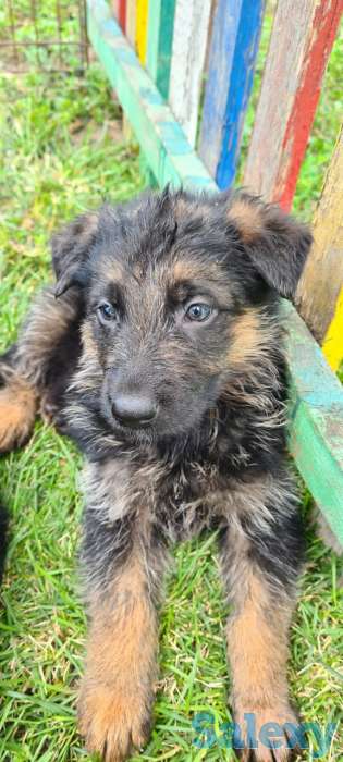 Щенки немецкой овчарки, фотография 4