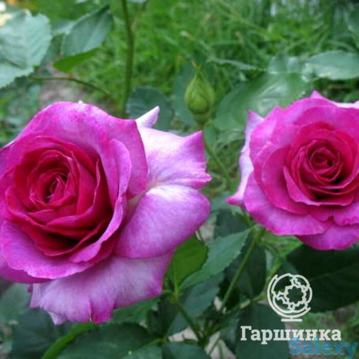 Роза виолет парфюм клиг, дорье, фотография 1