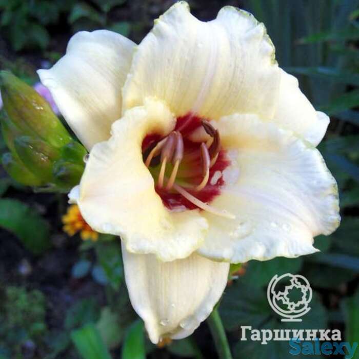 Лилейник Брилаинт Секл, фотография 1