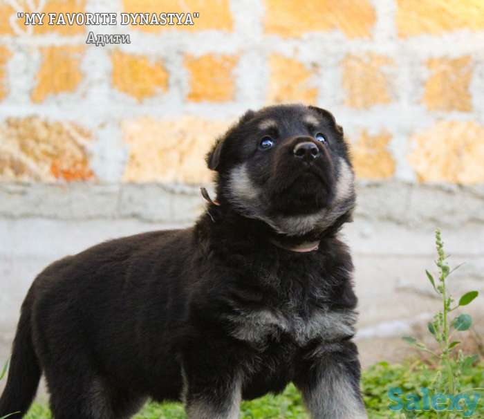 Щенки Восточноевропейской овчарки, фотография 11