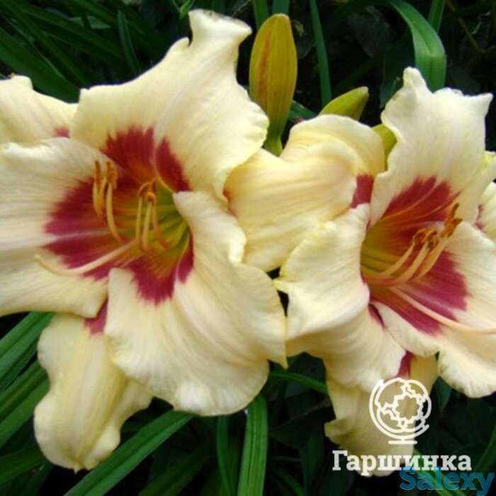 Лилейник Расбери Канди, фотография 1