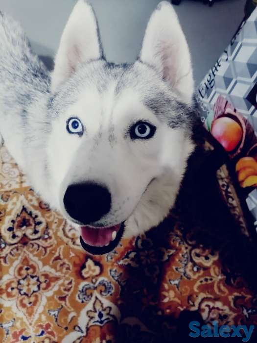 Продам чистокровную хаски  2гола все вопросы по телефону, фотография 4