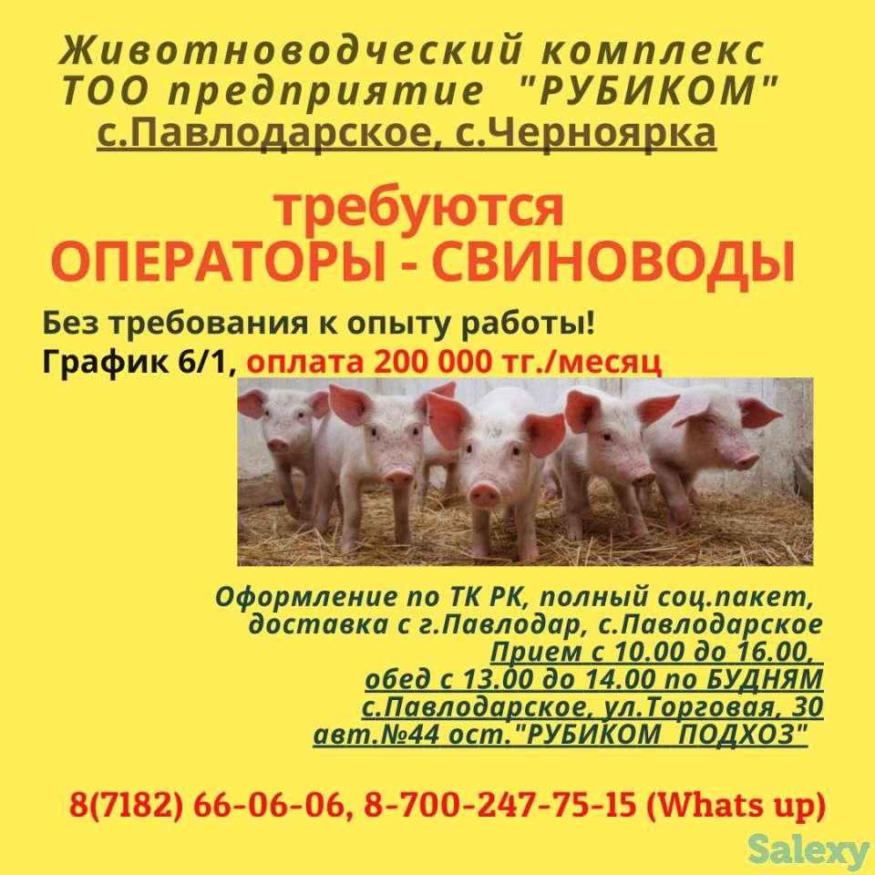 требуются операторы - свиноводы, фотография 1