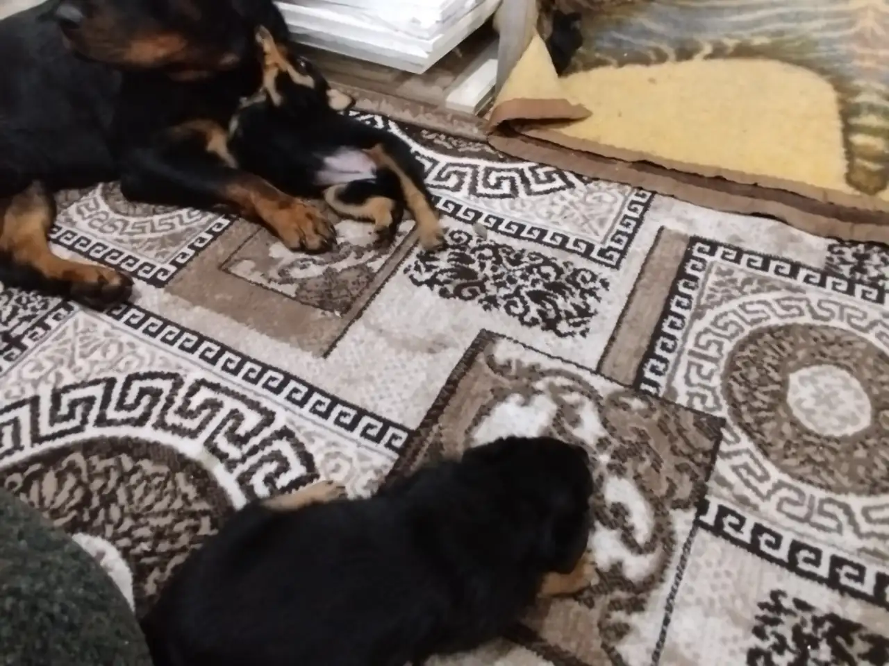 Продам, фотография 8