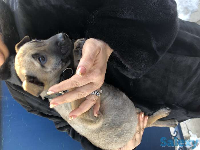 Отдаем щенят в самые лучшие руки, фотография 6